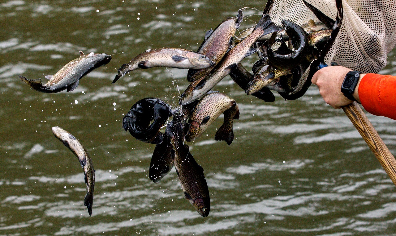 Deciphering the Stream: A Guide to Wild vs. Stocked Rainbow Trout