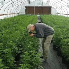 weed