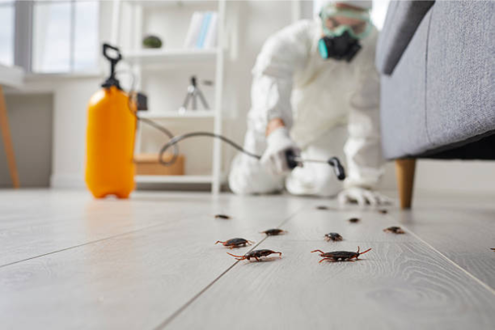 Cockroach Control – Professional Pest Control Riyadh Services by Newsuperprime