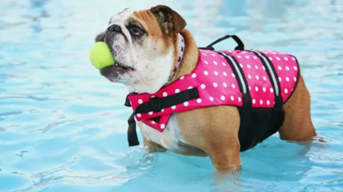 Bulldog Water Safety and Bulldog Blanket: Essential Care Tips for Your Bulldog’s Comfort and Protection