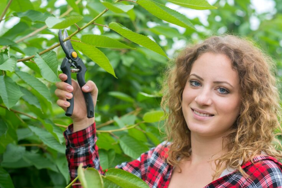 Tree Health Assessment West Mobile AL and Tree Pruning Midtown Mobile AL: A Complete Guide to Healthy Urban Trees