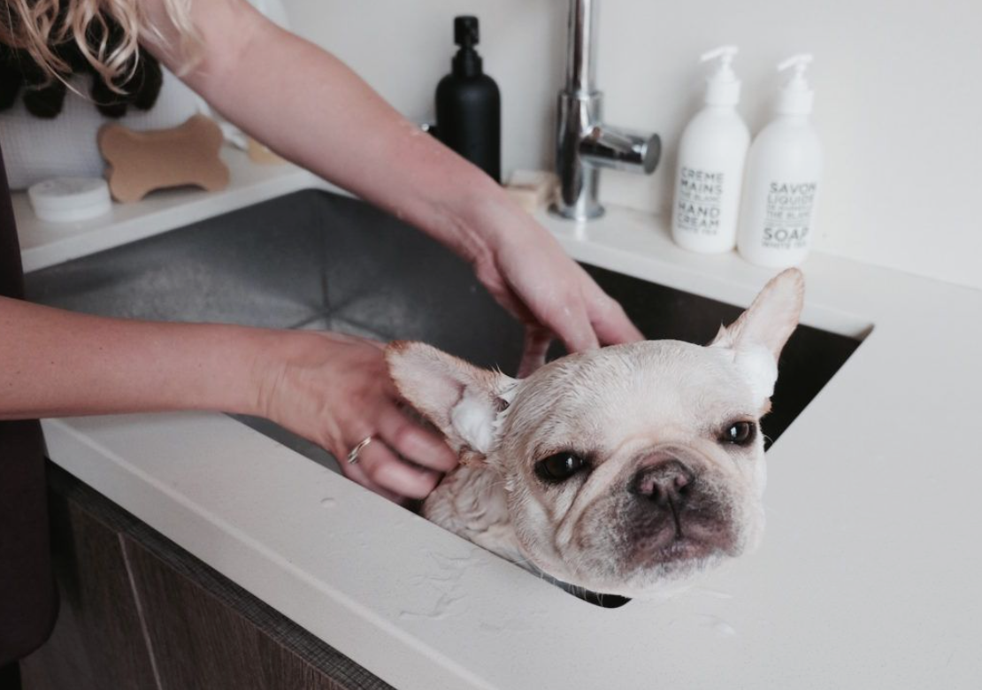 Bulldog Grooming Tips Every New Owner Should Learn