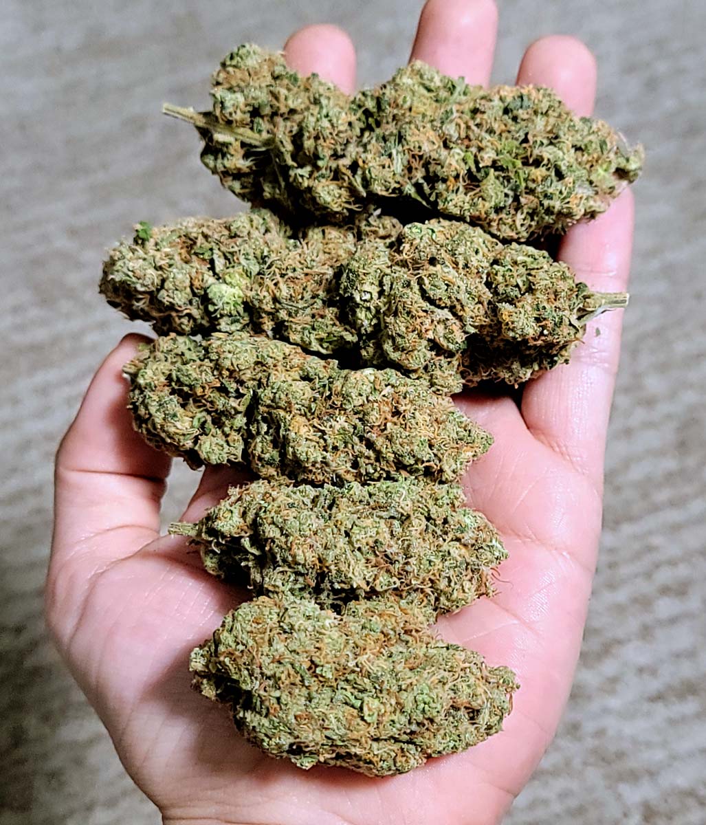 Same-Day Weed Delivery in Toronto: Fastest Options Available